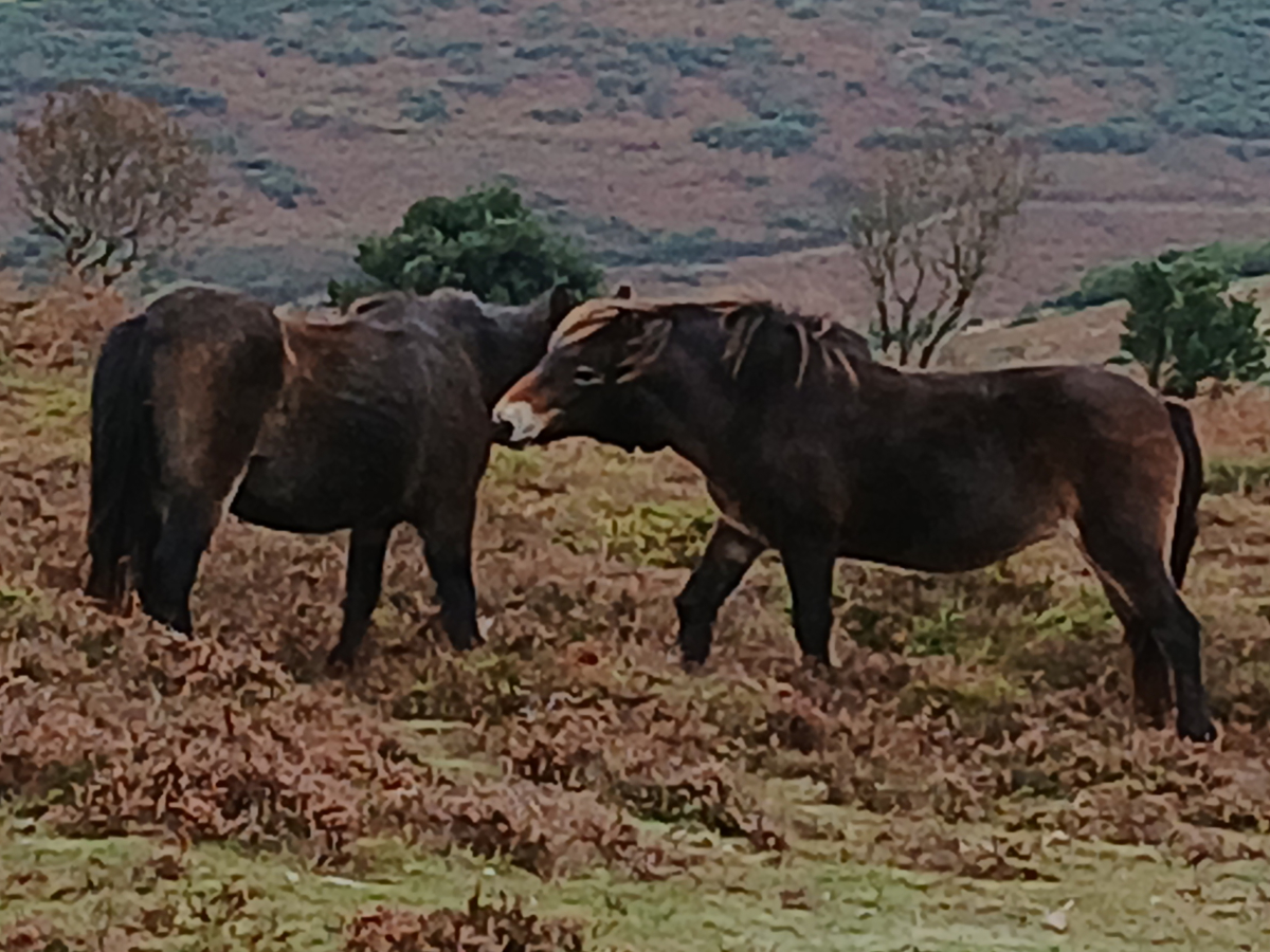 Dunster25 Exmoor ponies AVoase 1200x900